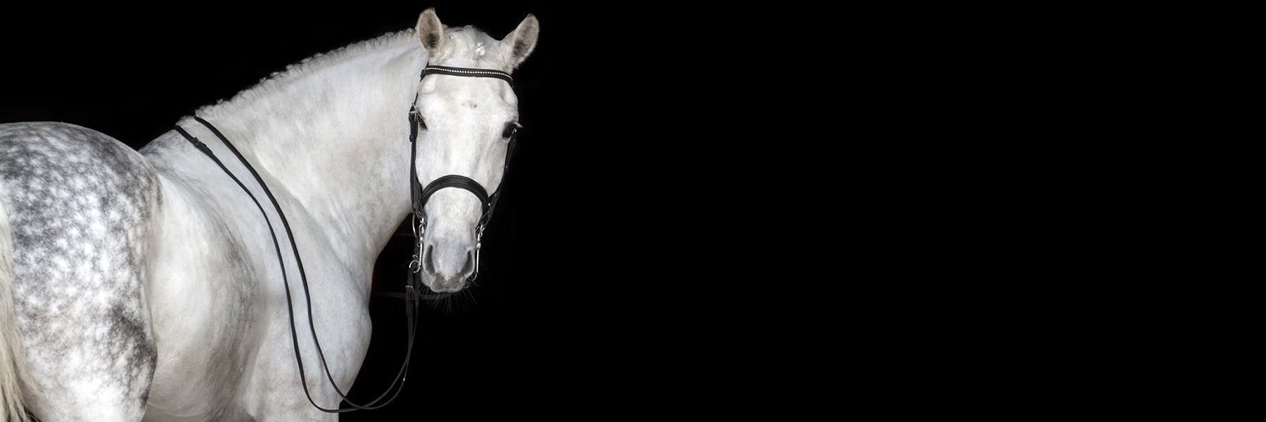 Our Horse Supplements